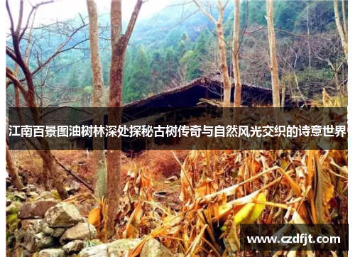 江南百景图油树林深处探秘古树传奇与自然风光交织的诗意世界 江南百景图油树林深处探秘古树传奇与自然风光交织的诗意世界